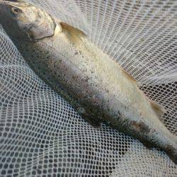 みどりフィッシングエリア 釣果