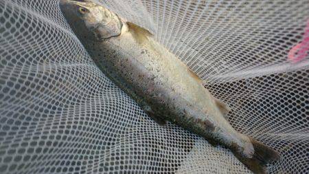 みどりフィッシングエリア 釣果