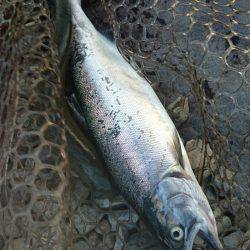 みどりフィッシングエリア 釣果