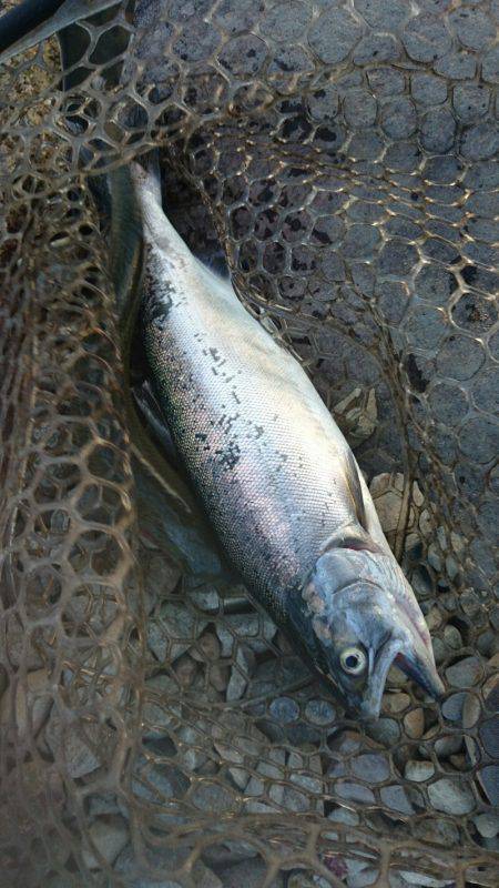 みどりフィッシングエリア 釣果