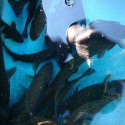 みどりフィッシングエリア 釣果