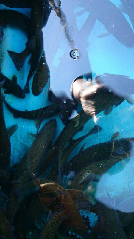 みどりフィッシングエリア 釣果