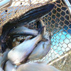 みどりフィッシングエリア 釣果