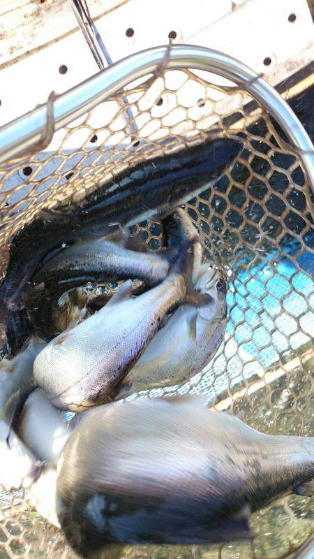 みどりフィッシングエリア 釣果