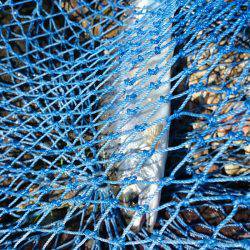 みどりフィッシングエリア 釣果