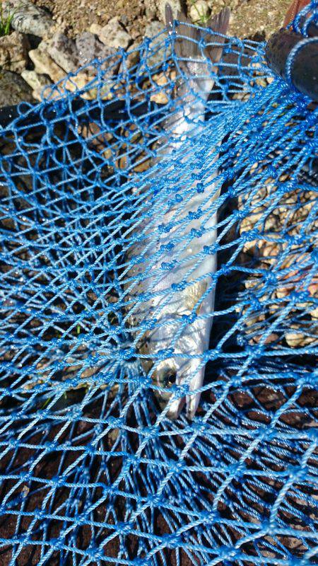 みどりフィッシングエリア 釣果