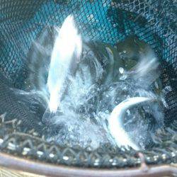 みどりフィッシングエリア 釣果