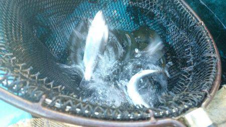 みどりフィッシングエリア 釣果