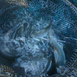 みどりフィッシングエリア 釣果