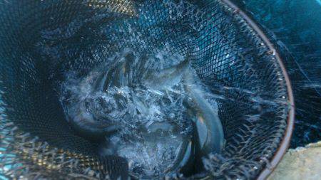 みどりフィッシングエリア 釣果