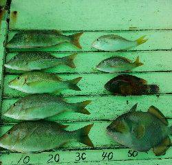 本部釣りイカダ 釣果