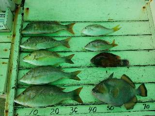 本部釣りイカダ 釣果