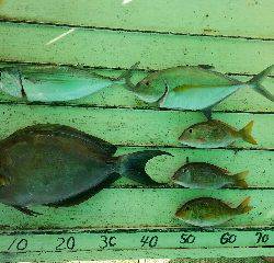 本部釣りイカダ 釣果