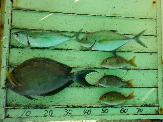 本部釣りイカダ 釣果