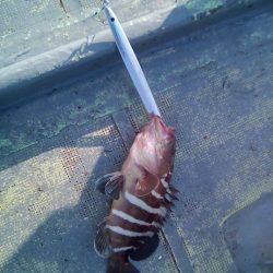 ファイヤードルフィン 釣果