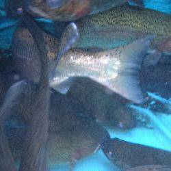 みどりフィッシングエリア 釣果