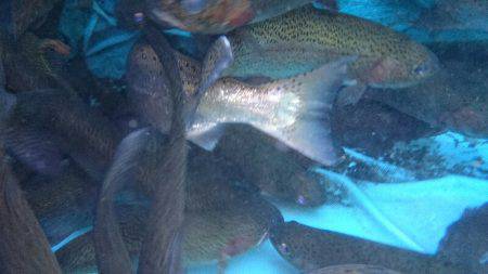 みどりフィッシングエリア 釣果