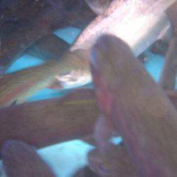 みどりフィッシングエリア 釣果