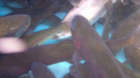 みどりフィッシングエリア 釣果