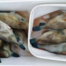 オーフリー 釣果