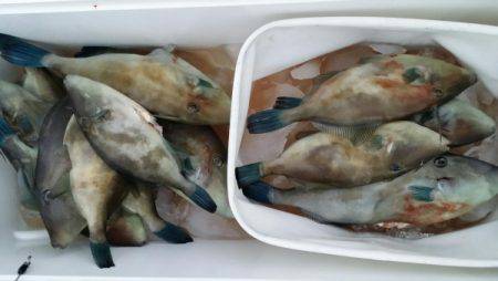 オーフリー 釣果