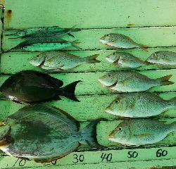 本部釣りイカダ 釣果