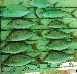 本部釣りイカダ 釣果