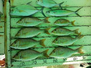 本部釣りイカダ 釣果