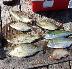 本部釣りイカダ 釣果