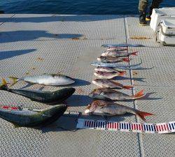 秀丸 釣果