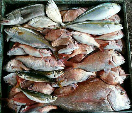 明神釣船 釣果