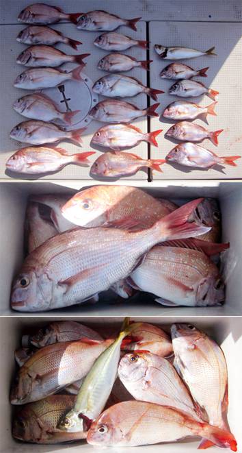 来温丸（らいおんまる） 釣果