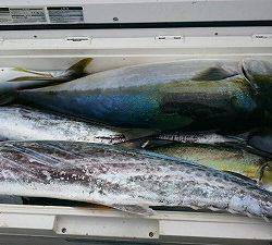 海龍丸(福岡) 釣果