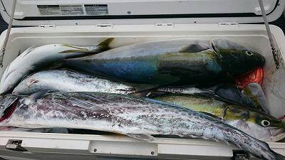 海龍丸(福岡) 釣果