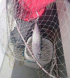 海龍丸(福岡) 釣果