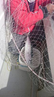 海龍丸(福岡) 釣果