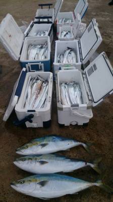 秀丸 釣果