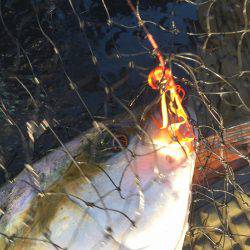 長栄丸(千葉) 釣果