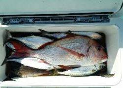 長栄丸(静岡) 釣果