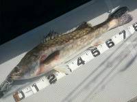 オーシャンマスター 釣果