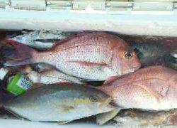 長栄丸(静岡) 釣果