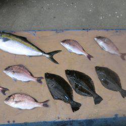 松名瀬フィッシングパーク 釣果