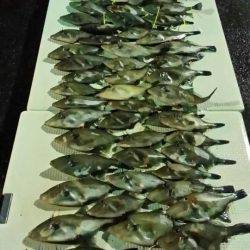 オーフリー 釣果