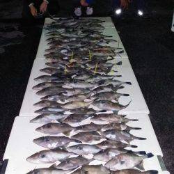 オーフリー 釣果