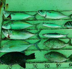 本部釣りイカダ 釣果