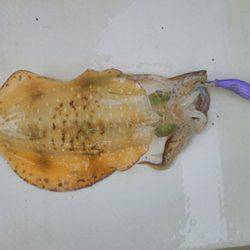 松本釣船２ 釣果