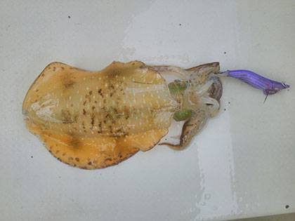 松本釣船２ 釣果