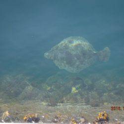 フィッシングパーク錦 釣果