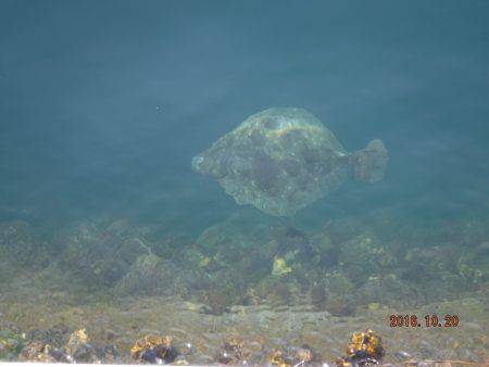 フィッシングパーク錦 釣果