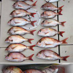 来温丸(らいおんまる) 釣果